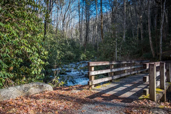 Bosque bávaro y los pavimentos de madera encima de la turba. Bosque del