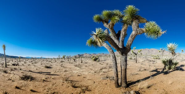 Joshua Tree in in Open Desert Panorama — Stock Photo, Image