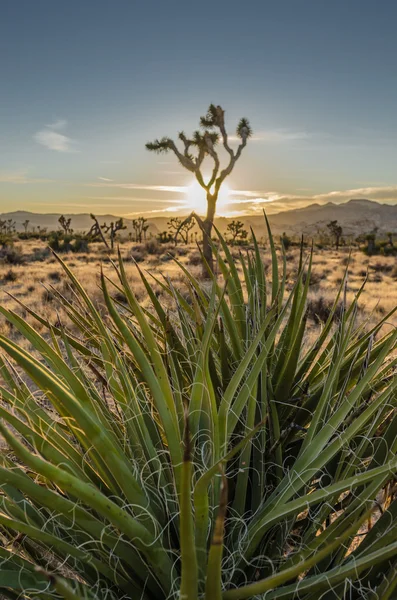 Yucca rostlina s Joshua Tree a západ slunce v pozadí — Stock fotografie