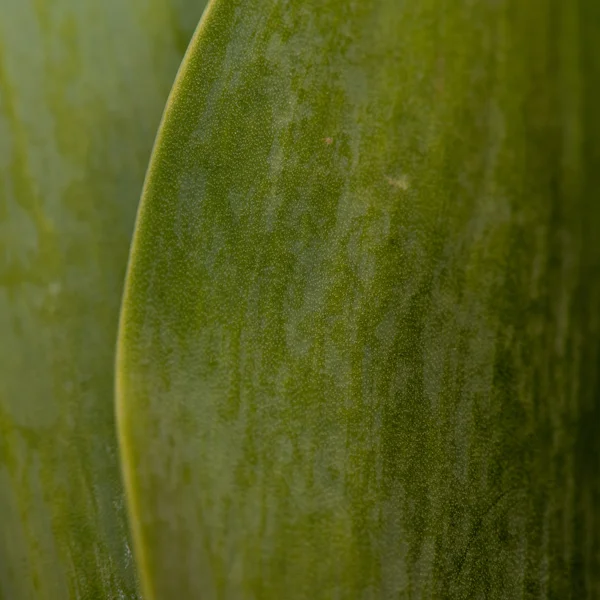 Feuilles de tulipe Détail Carré — Photo