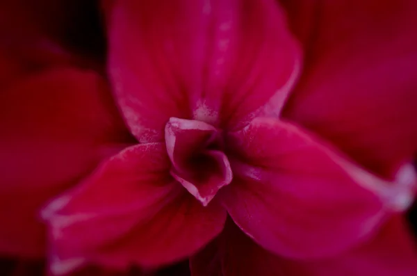 Enfoque selectivo del interior de la flor rosa del iris — Foto de Stock