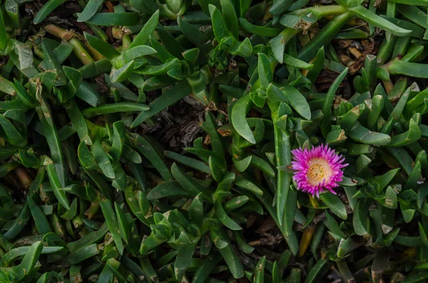 Single Pink Flower in Green Stems — Stock Photo, Image