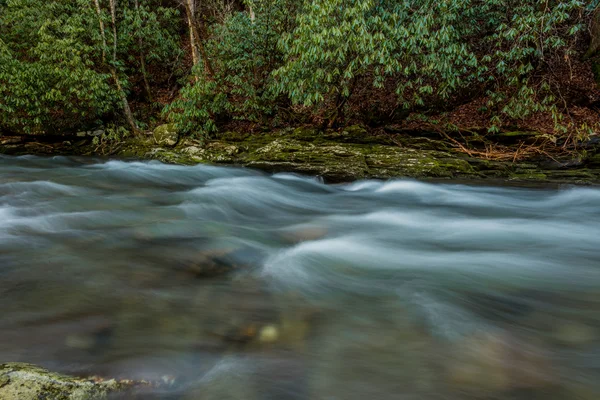 Agua corriendo pasado Rhododendron árboles —  Fotos de Stock