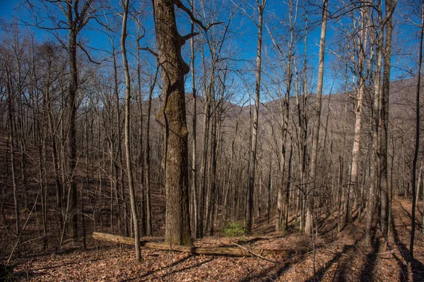 Vue d'hiver de la forêt des Appalaches — Photo