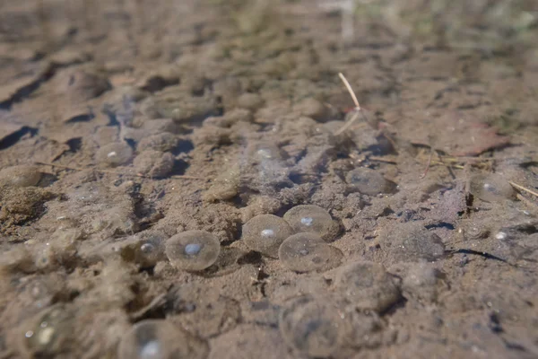 Frog Eggs Below the Surface of Muddy Puddle — Stock Photo, Image