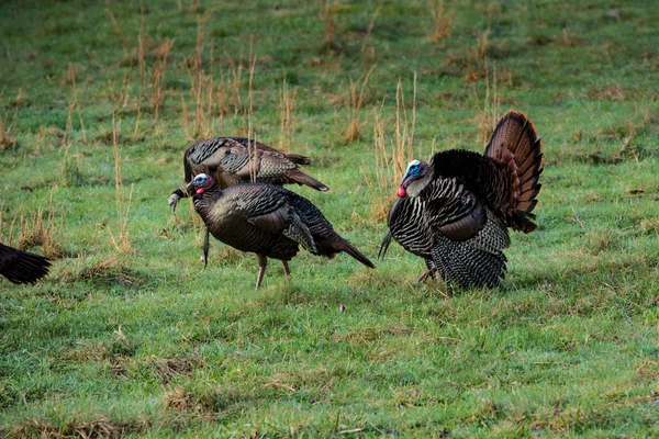 Wilde Truthähne essen — Stockfoto