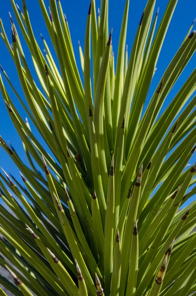 Jeune Joshua Tree sur Blue Sky — Photo