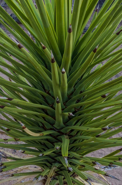 Genç Joshua Tree çölde