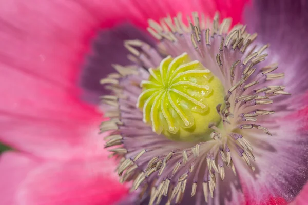Close Up of Yellow Bulb inside Pink Poppy — Stock Photo, Image