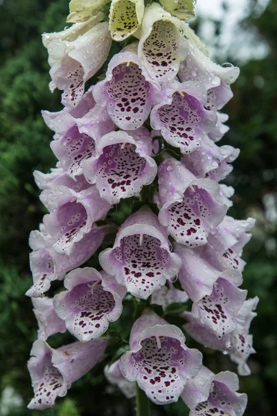 Flores de Foxglove púrpura —  Fotos de Stock