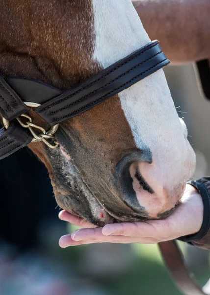 Peppermint behandlar Fed till en häst — Stockfoto