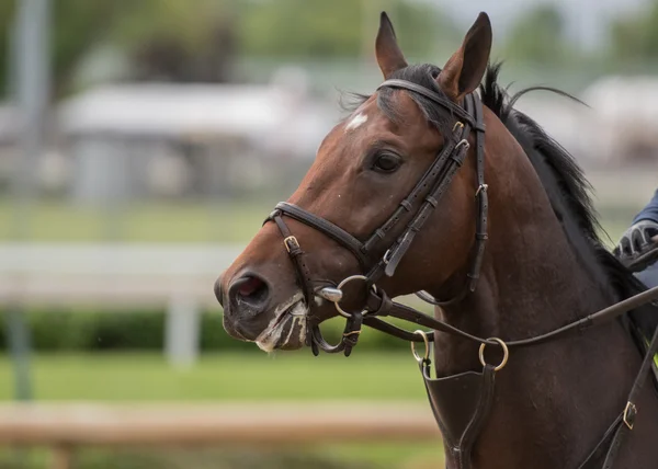 Brown Horse Looking Left — Stock Photo, Image