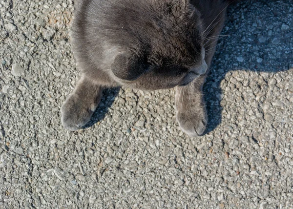 Pfoten einer glücklichen Bauernhofkatze — Stockfoto