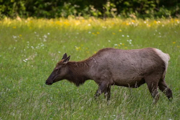 Kvinnliga älg sidovy på nära håll — Stockfoto