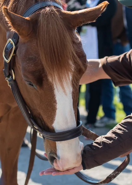 Hand utfodring Peppermints — Stockfoto