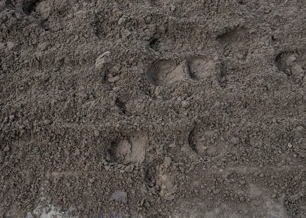 Hoof prints in the Dirt — Stock Photo, Image