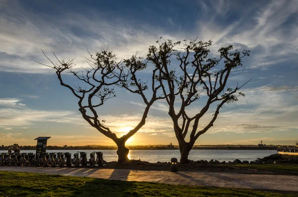 Sillhouette d'arbres au coucher du soleil — Photo