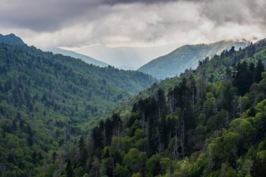 Dağ yamaçları Smokies ilkbaharda yeşil sırayla