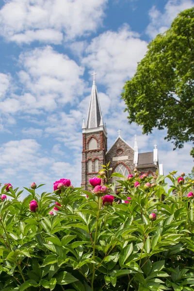 Pink Dahlias Bloom frente a la iglesia de San Pedro —  Fotos de Stock