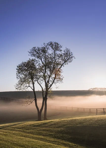 Kentucky sisin içinde tek ağaç — Stok fotoğraf