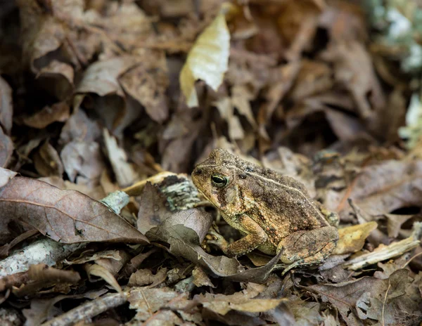 Toad in Dried Leaves — Stock Photo, Image