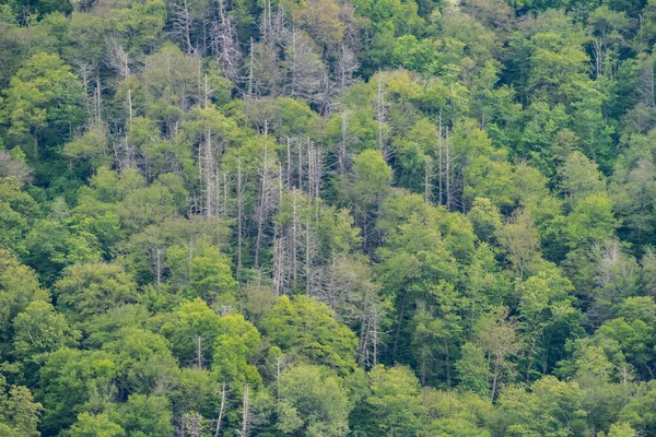 Muur van bomen — Stockfoto