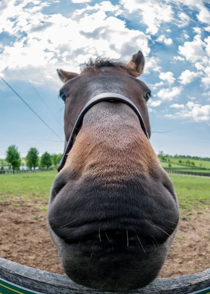 Tugg på staket — Stockfoto