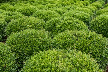 Bahçe heykel yeşil çalılar