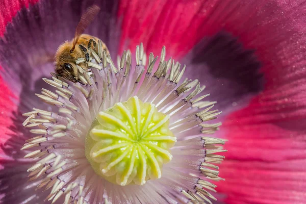 Honigbiene klettert auf das Innere einer Mohnblume — Stockfoto