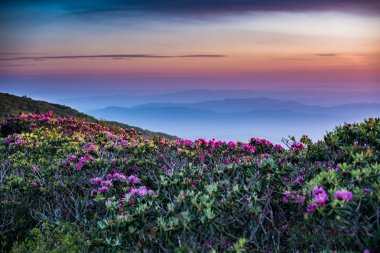 Rhododendron Stretch Out into Sunrise clipart