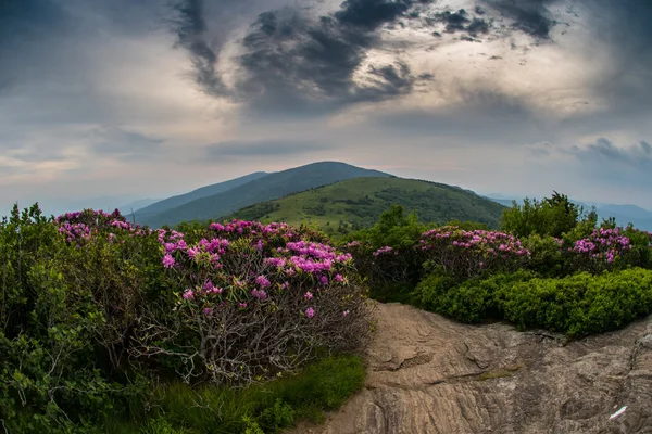 Wirujące chmury nad Jane łysy z Rhododendron — Zdjęcie stockowe