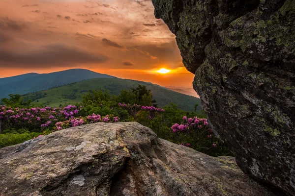 Puesta de sol vibrante detrás de Jane Bald Rhododendron —  Fotos de Stock