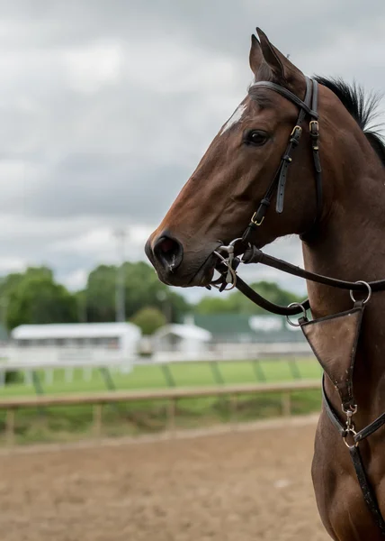 Profilo cavallo marrone verticale — Foto Stock