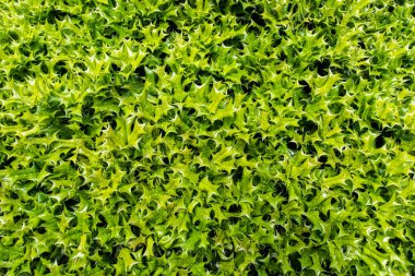 Holly Bush doku bırakır