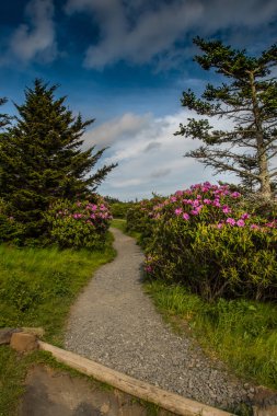 Rhododendron Line the Trail clipart