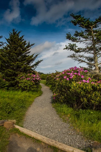 Rhododendron Line the Trail — Stock Photo, Image