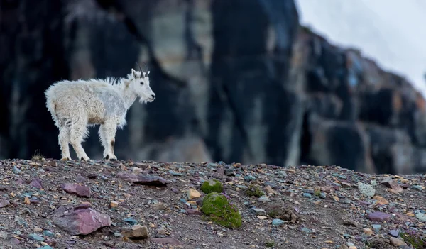 Young Mountain Goat står på stenig morän — Stockfoto