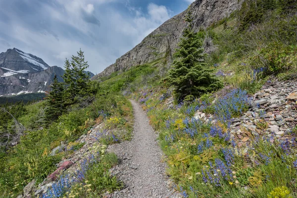 Flores silvestres flanco sendero abierto de montaña — Foto de Stock