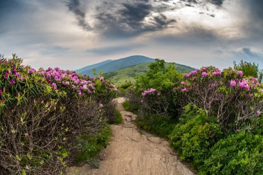 Appalachian Trail Descends Jane Bald Through Rhododendron clipart