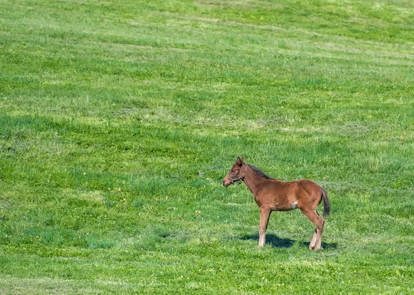 Bruin veulen Stands in groene veld — Stockfoto