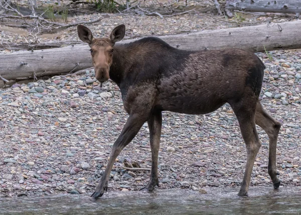 Female Moose Walks on Rocky Beach — Stock Photo, Image