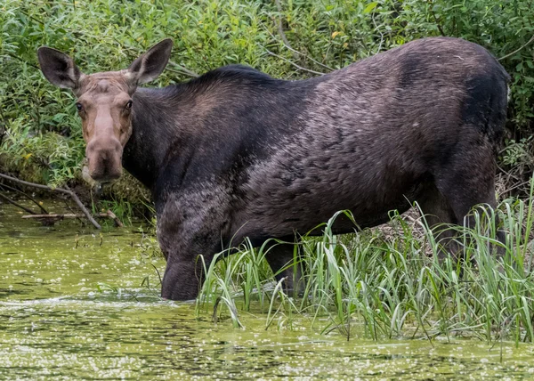 Kvinnliga älg Wester i Alger täckte mosse — Stockfoto