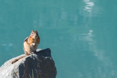Zemin sincap Rock Lake önünde oturur