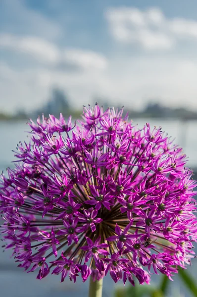 Purple Allium Bursting — Stock Photo, Image