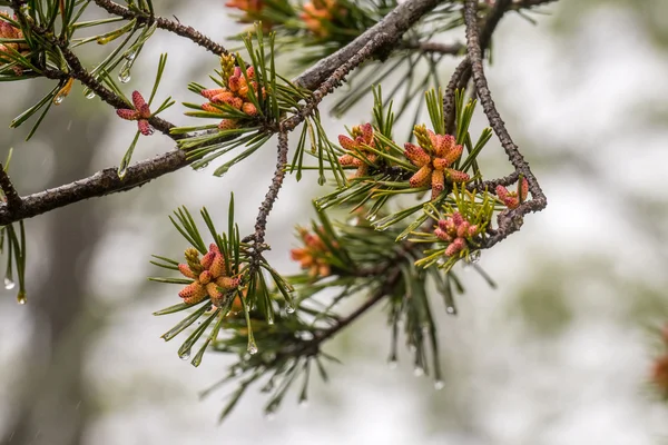 Petits cônes de pin poussent sur le sapin — Photo