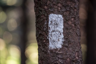 Appalachian iz yatay üzerinde beyaz Blaze