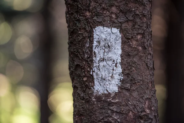 Appalachian iz yatay üzerinde beyaz Blaze