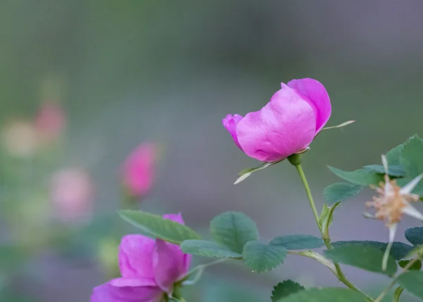 Rose sauvage de côté — Photo