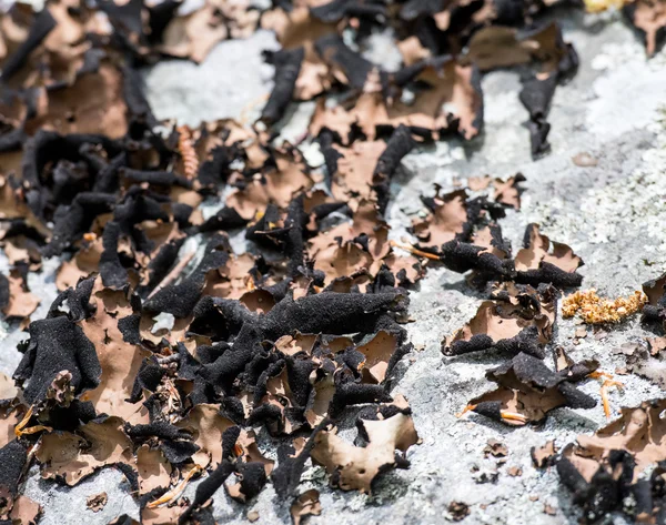 Hnědé a černé šupinaté houba na skále — Stock fotografie