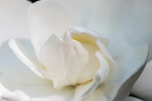 Close Up of Gardenia Petals — Stock Photo, Image